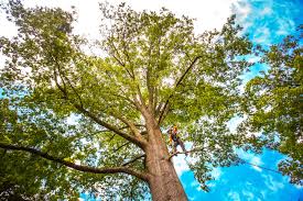Best Lawn Mowing  in Netcong, NJ