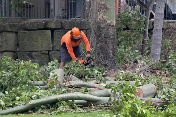 Trusted Netcong, NJ Tree Removal Experts