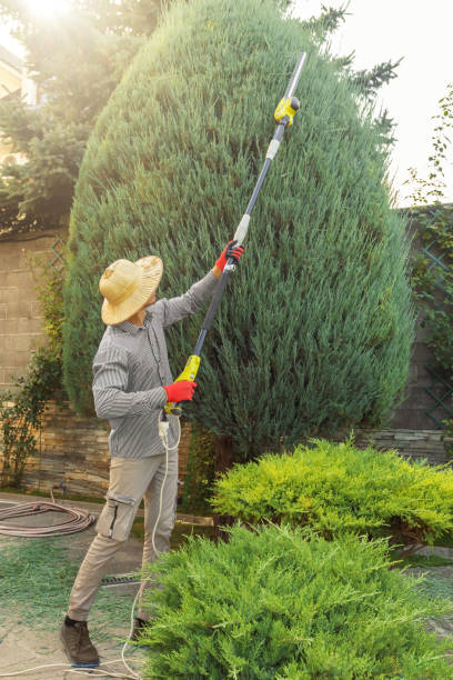 Best Lawn Renovation and Restoration  in Netcong, NJ
