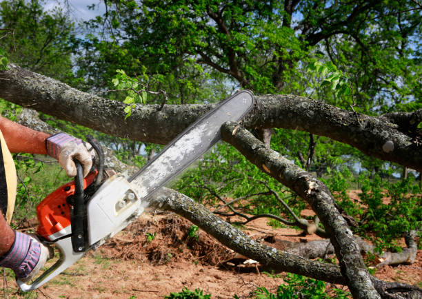 Best Lawn Renovation and Restoration  in Netcong, NJ
